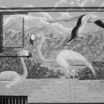 Birds of Latin America 2