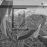 Birds of Latin America 3