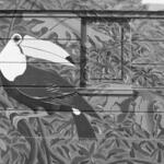Birds of Latin America 4