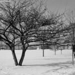 Archer Park 1