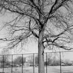 Durkin Park 6