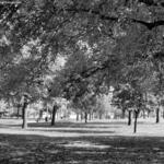 Hale Park 2