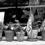 Cleaners with Window Plants 1