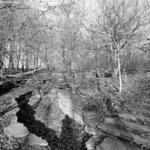 Columbus Park Creek 1