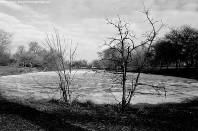 Columbus Park Lagoon 2