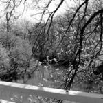 ForestGlen