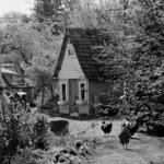 Roosters