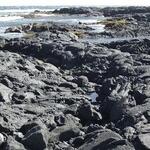 Kau District_ Punaluu Beach 3