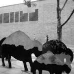 Buffalo 1