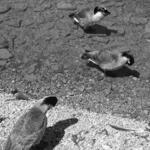 Burnham Harbor Geese 2