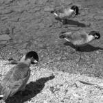 Burnham Harbor Geese 3
