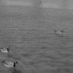 Burnham Harbor Geese 4