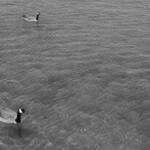Burnham Harbor Geese 5