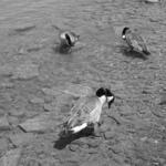 Burnham Harbor Geese 6