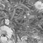 Burnham Prairie Path Plants 1