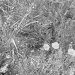 Burnham Prairie Path Plants 2