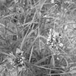 Burnham Prairie Path Plants 3