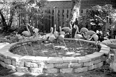Flamingos_ Ravenswood Manor 1